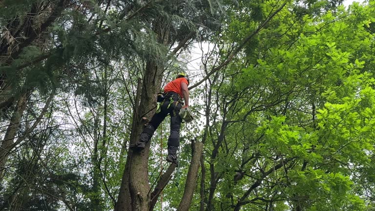 Best Tree Preservation Services  in Harvey, MI